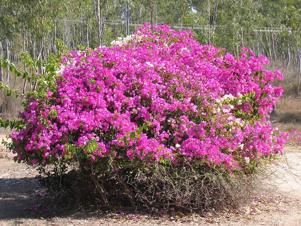 CairnsTC104 Granite Gorge.jpg